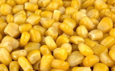 Canned corn background or texture