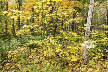 Yellow forest 2