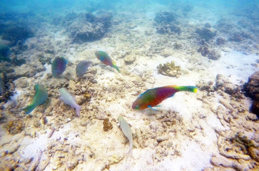 Colorful parrot fish hunting for food among other fish