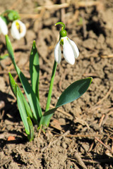 White snowdrop flowers (Galanthus nivalis)