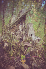 Mystic Stump in the Forest Retro