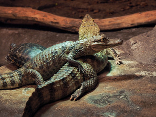 Alligator at the Zoo