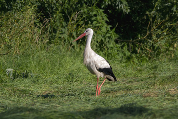  white stork (Ciconia ciconia). White stork in flight