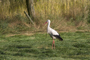  white stork (Ciconia ciconia). White stork in flight