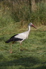  white stork (Ciconia ciconia). White stork in flight