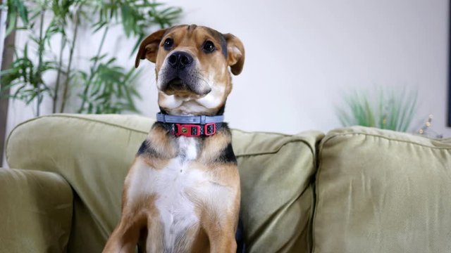 Handsome Beagle Puppy sitting on sofa in modern living room
