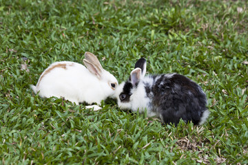 Rabbit. A little fluffy rabbit.