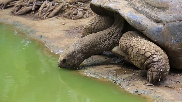Giant turtles, dipsochelys gigantea in island Mauritius , Close up