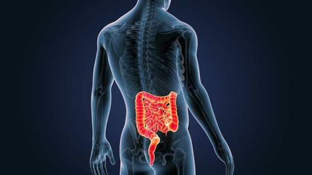 Intestine with Skeleton Closeup