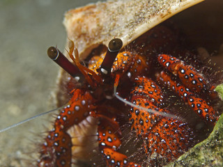 White-spotted hermit crab, Weisspunkt-Einsiedlerkrebs (Daranus megistos)
