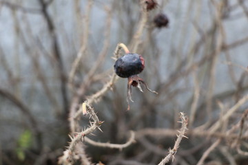 withering branches with thorns and ripe rose hips on a concrete wall background