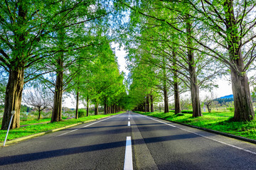 メタセコイア並木と道路