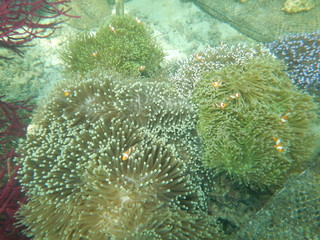 The Underwater View 3