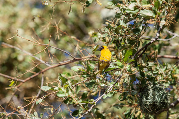 Lesser Masked Weaver