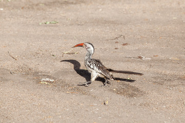 Red Billed Hornbill