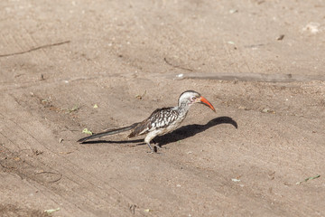 Red Billed Hornbill