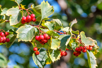 hawthorn berries on a branch with damaged leaves