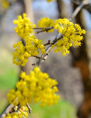 Photo of blooming yellow twig dogwood in garden in spring