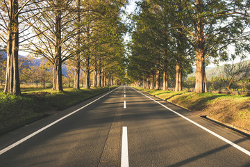 メタセコイア並木と道路
