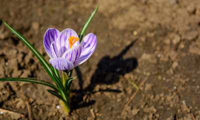 Obraz premium Photo of purple flower with leaves on ground