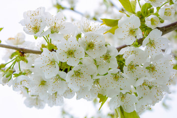 Photo of blooming apple tree branches against the sky