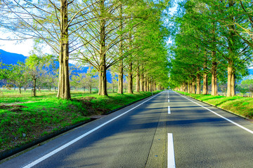 Obraz premium メタセコイア並木と道路