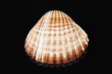 Sea shell of bivalvia isolated on black background