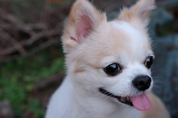 Chihuahua dog in the park