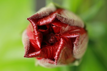 Beautiful Hibiskus flower bud on green background. Natural light. Macro, close up. © benna23