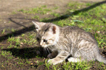 Naklejka na ściany i meble Tabby Kitten Play Outside