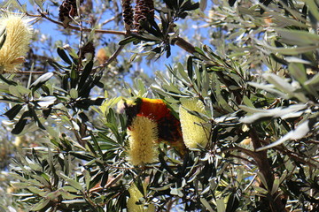 Australian Parrot