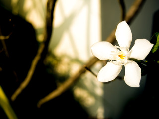 the white flower on blur cement wall background in sunny day 