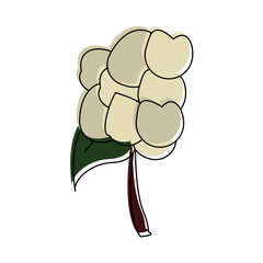 Cauliflower fresh vegetable icon vector illustration graphic design