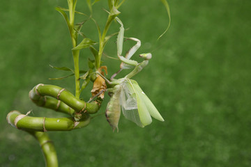Насекомое Зеленый богомол 