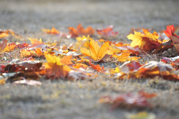 Fallen autumn leaves on the ground