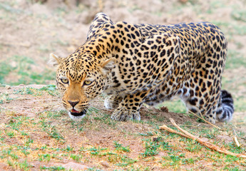 Alert looking African Leopard (Panthera Pardus) getting ready to punce in South Luangwa, Zambia