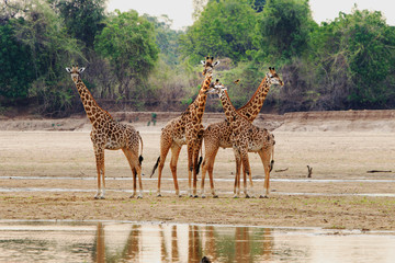 Tower of Thornicroft Giraffe standing on the Luangwa Riverbed, South Luangwa National Park, Zambia,...