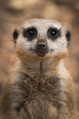 meerkat_2