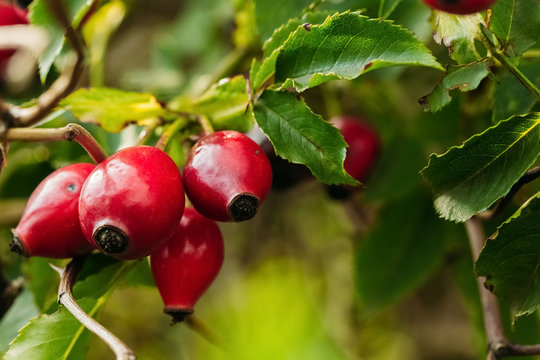 Red ripe hips in the wild