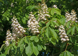 Kastanienblüten, Kastanienbaum