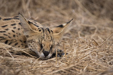 serval_1