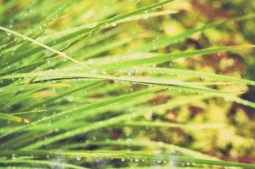 Long green leaves in the garden with raindrops, toned photo