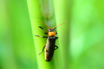 insect