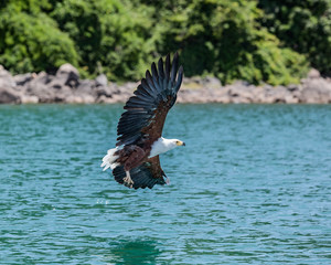 African Fish Eagle