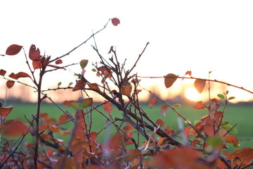 sunset