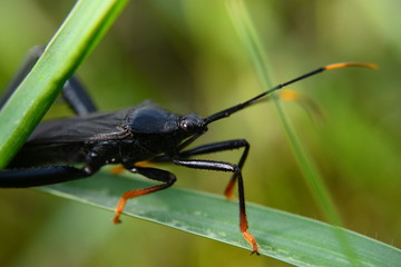 insect