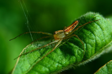 Spider