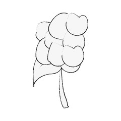 Cauliflower fresh vegetable icon vector illustration graphic design