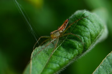 Spider