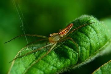 Spider